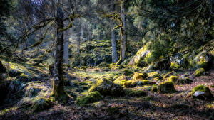 Фотография Франция Лес Камень Деревьев Мха HDR Hautes Vosges