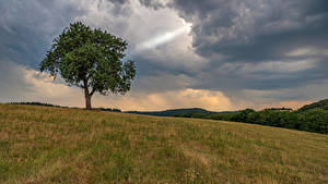 Обои Германия Холмы Дерево Rheinland-Pfalz Природа