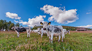 Fotos Norwegen Grünland Kuh Himmel Wolke Valdres Tiere Natur