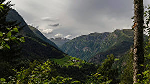 Картинка Норвегия Гора Дерева Vestland