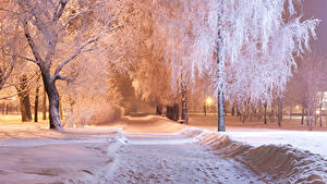 Papel de Parede Desktop Parques Invierno Noite árvores Neve