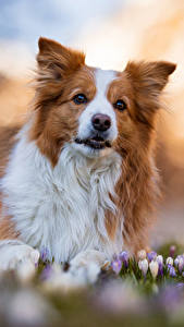 桌面壁纸，，犬，边境牧羊犬，吻部，散景，動物