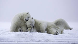 Hintergrundbilder Bären Eisbär Zwei Schnee Schlafende