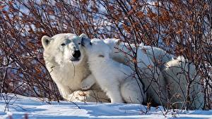 Bilder Ein Bär Eisbär Jungtiere Tiere