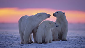 Fotos Sonnenaufgänge und Sonnenuntergänge Bären Eisbär Schnee Drei 3 Familie