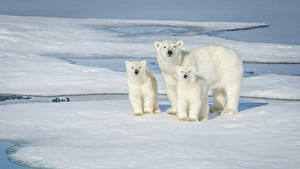 Bilder Bären Eisbär Jungtiere Drei 3 Eis Starren