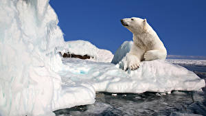 Bilder Bären Eisbär Eis Tiere