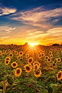 Bilder Sonnenblumen Sonnenaufgänge und Sonnenuntergänge Himmel Felder Sonne Blüte Natur