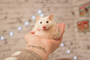 Papel de Parede Desktop Hamsters Roedores Branco Tatuagem Mão um animal