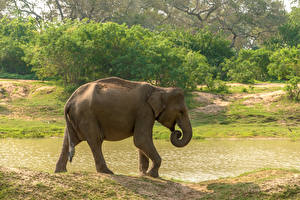 Papel de Parede Desktop Sri Lanka Parque Elefante Lateralmente Yala National Park um animal