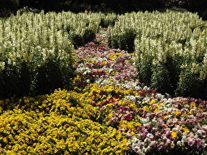 Bilder Melbourne Australien Löwenmäuler Ackerveilchen Viel Garten St Kilda Botanical Gardens Blüte