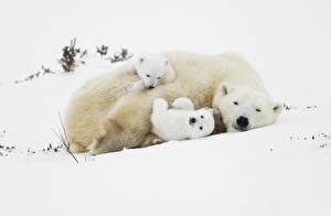 Bilder Bären Eisbär Jungtiere Schnee Drei 3 ein Tier