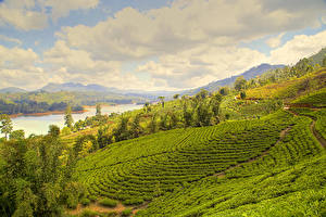 Papel de Parede Desktop Sri Lanka Fotografia de paisagem Campos Rios Nuwara Eliya Naturaleza