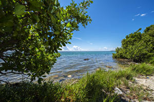 Papel de Parede Desktop Estados Unidos Parque Costa Florida Grama Arbusto Everglades Naturaleza