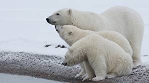 Fotos Bären Eisbär Drei 3 Tiere