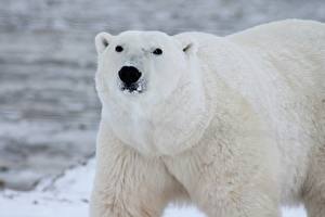 Bilder Hautnah Bären Eisbär Schnauze Starren