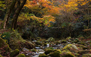 Papel de Parede Desktop Japão Outono Parques Pedra Córregos árvores Musgos Hananukikeikoku Valley Naturaleza