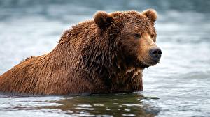 Hintergrundbilder Bären Braunbär Wasser Nass Tiere