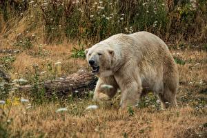 Fotos Bären Eisbär Gras