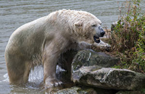 Hintergrundbilder Bären Stein Eisbär