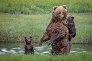 Fotos Bären Braunbär Babys Nass Tiere