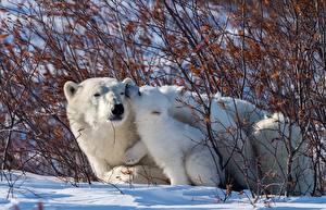 Bilder Ein Bär Eisbär Jungtiere Tiere