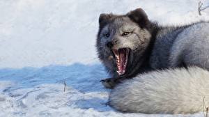 Hintergrundbilder Füchse Polarfuchs Gähnende Schnee Schwanz Graue Tiere