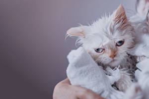 Fotos Hauskatze Nass Stirnrunzeln Trübsal Himalayan cat Tiere