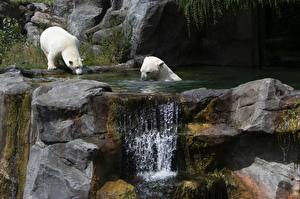 Fotos Stein Wasserfall Ein Bär Eisbär Wien Österreich Zwei