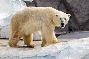 Fotos Bären Eisbär Eis Tiere