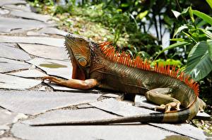 Hintergrundbilder Reptilien Leguane Schwanz Tiere