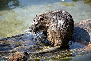 Fotos Wasser Schnurrhaare Vibrisse Nass Beaver ein Tier