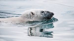 Hintergrundbilder Ein Bär Eisbär Wasser Schwimmen Kopf ein Tier