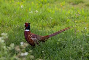 Fotos Vögel Gras Schwanz Pheasant ein Tier