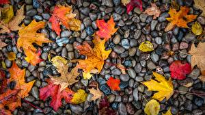 Fotos Steine Herbst Blatt Nass Natur