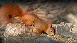 Hintergrundbilder Eichhörnchen Nussfrüchte Walnuss Schwanz Baumstumpf Tiere