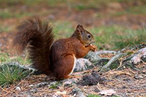 Hintergrundbilder Eichhörnchen Schwanz Seitlich Tiere