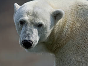 Hintergrundbilder Bären Eisbär Schnauze