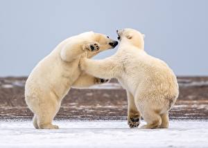 Bilder Eisbär Schnee 2 Schlägerei