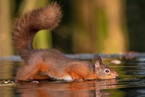 Hintergrundbilder Wasser Nagetiere Hörnchen Schwanz Trinkt Wasser Tiere