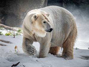 Hintergrundbilder Eisbär Winter Schnee