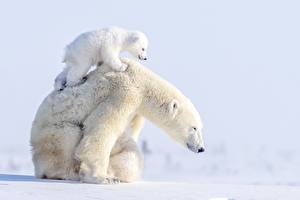 Hintergrundbilder Ein Bär Eisbär Jungtiere