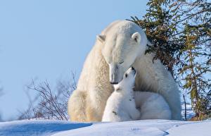 Fotos Bären Eisbär Babys Schnee Niedlich