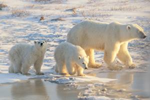 Bilder Eisbär Mutter Jungtiere Drei 3 Eis Tiere