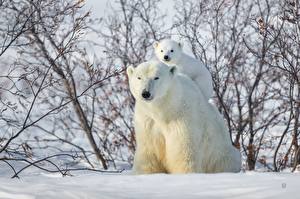 Fotos Mutter Jungtiere Ein Bär Eisbär Schnee ein Tier