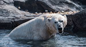 Hintergrundbilder Wasser Bären Eisbär Nass Grinsen ein Tier