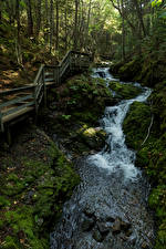 Papel de Parede Desktop Canadá Parque Florestas Ponte Pedra árvores Musgos Córrego Fundy National Park Naturaleza