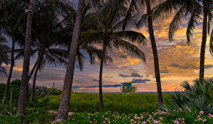 Papel de Parede Desktop Estados Unidos Amanheceres e entardeceres Florida Palmeira Grama Atlantic Heights Miami Beach Naturaleza