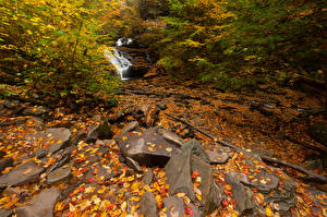 Papel de Parede Desktop EUA Parque Outono Pedra Folha Córregos Ricketts Glen Naturaleza