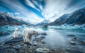 Bilder Eisbär Berg Steine Babys Eis Natur